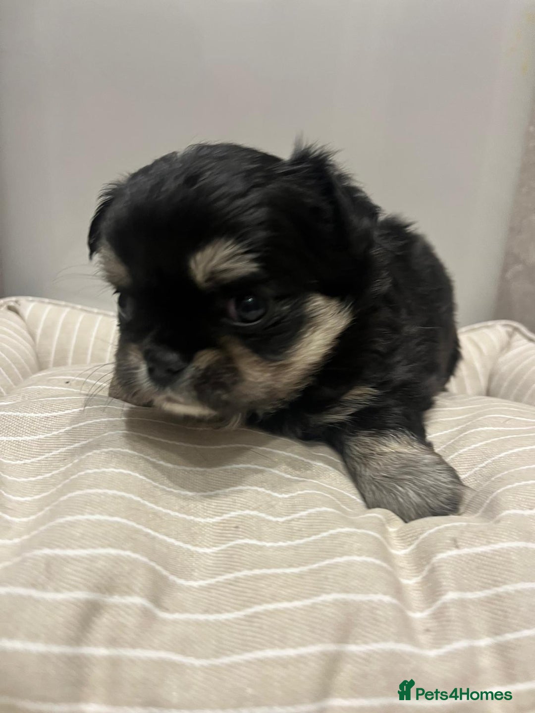 Chihuahua dogs for sale: 🩵💙 Very FLUFFY BOY Chihuahua 💙🩵 - Advert 5