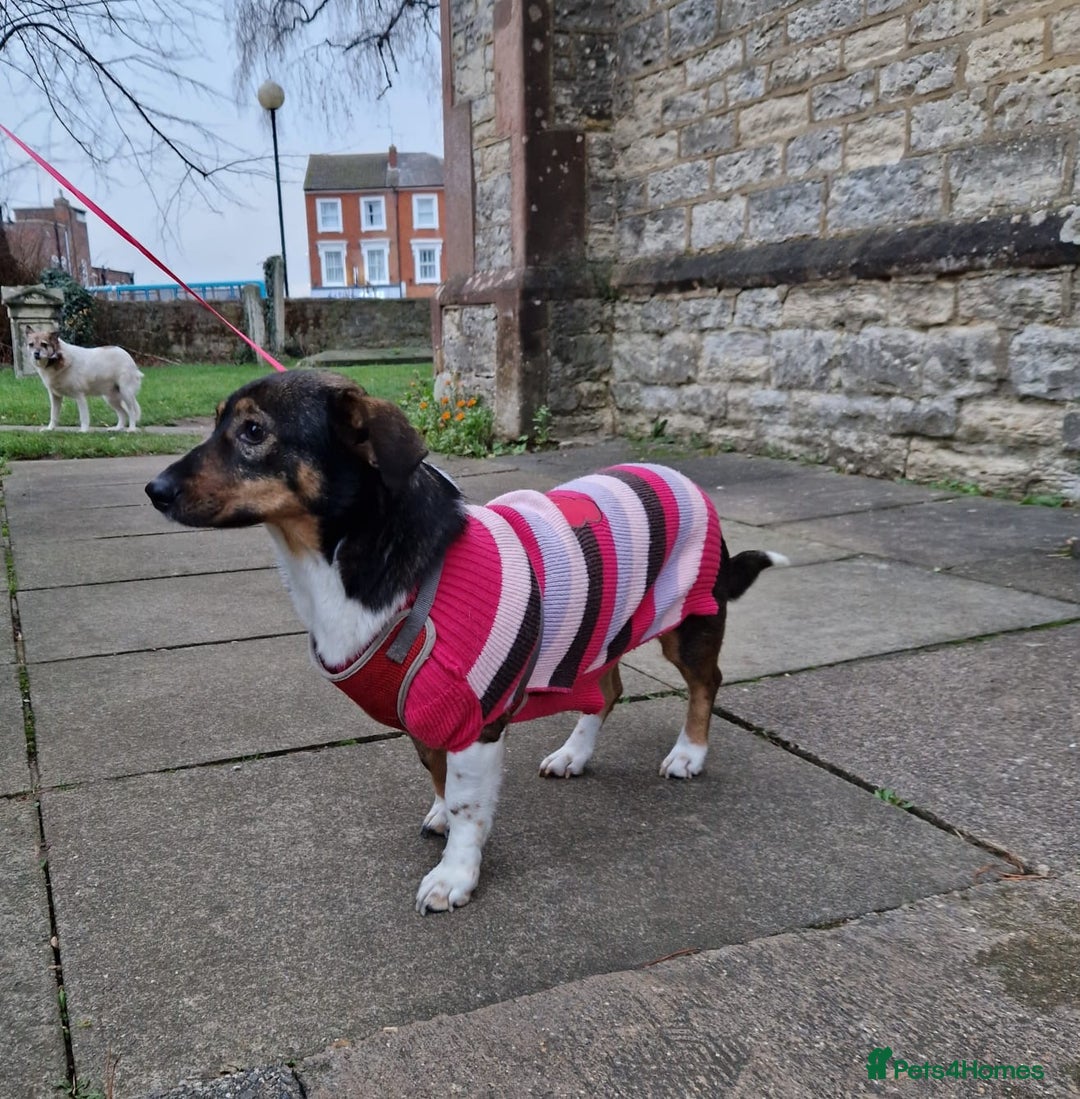 Mixed Breed dogs for adoption: Lessy  - Advert 9