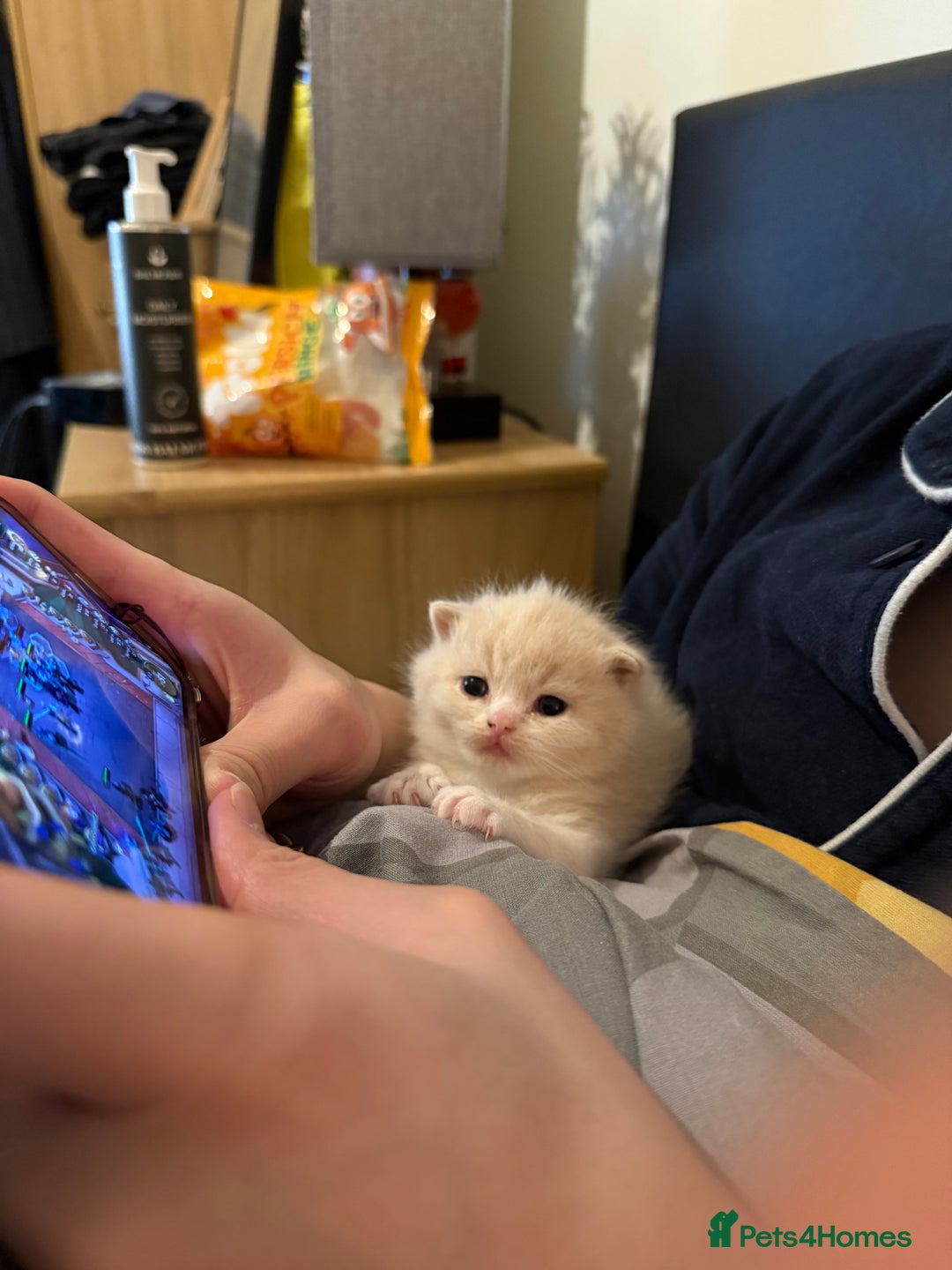 Mixed Breed cats for sale: British Short x Mainecoon Hair (2 Kittens Left) - Advert 3