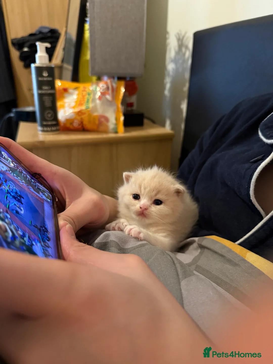 Mixed Breed cats for sale: [Last Girl!] British Short x Mainecoon Hair  - Advert 9