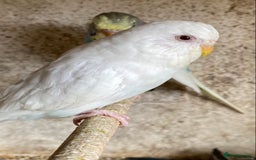Budgerigars birds for sale: Beautiful Budgies - Image 11