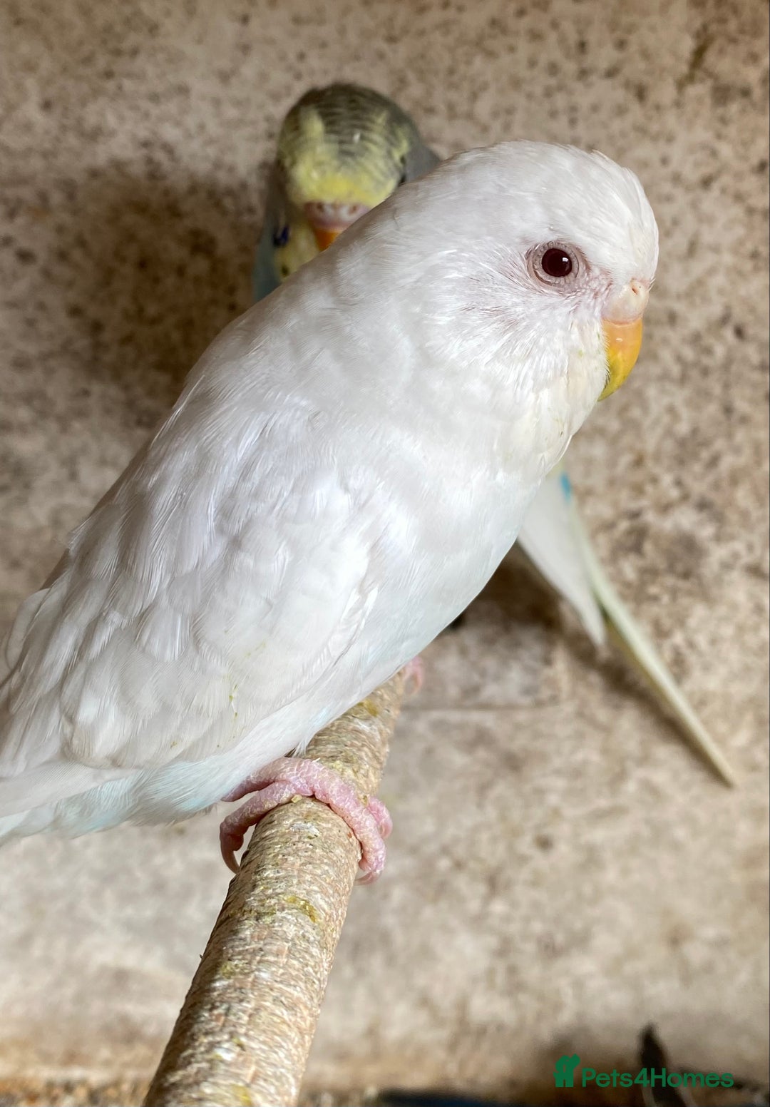 Budgerigars birds for sale: Beautiful Budgies - Image 11