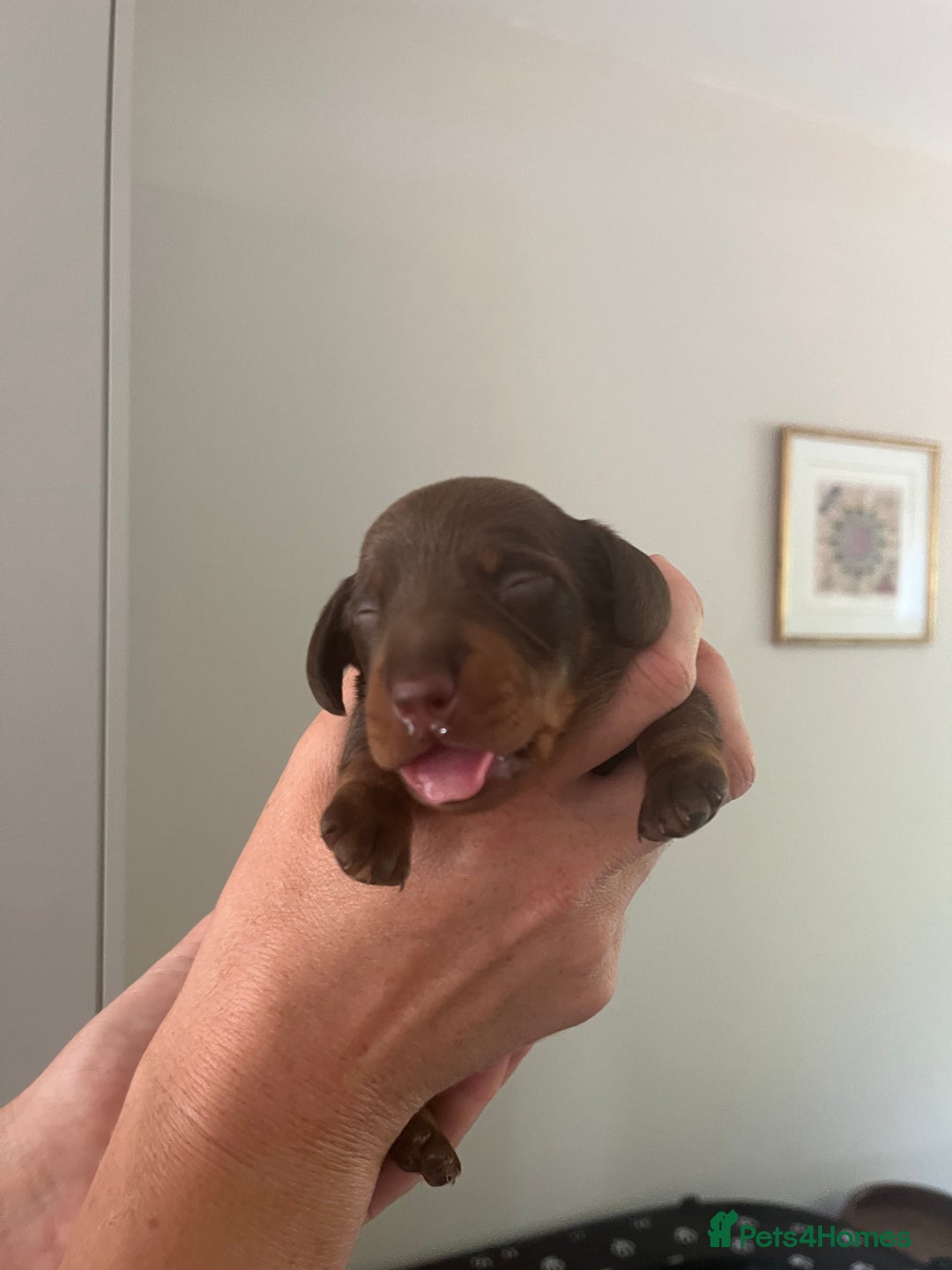 Miniature Dachshund dogs for sale: Charming Miniature Dachshund Puppies 2 Girls 1 Boy - Image 8