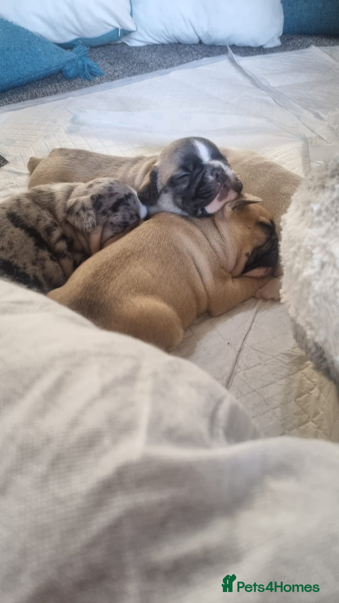 French Bulldog dogs for sale: DWKC Registered Puppies – Health Tested  - Advert 11