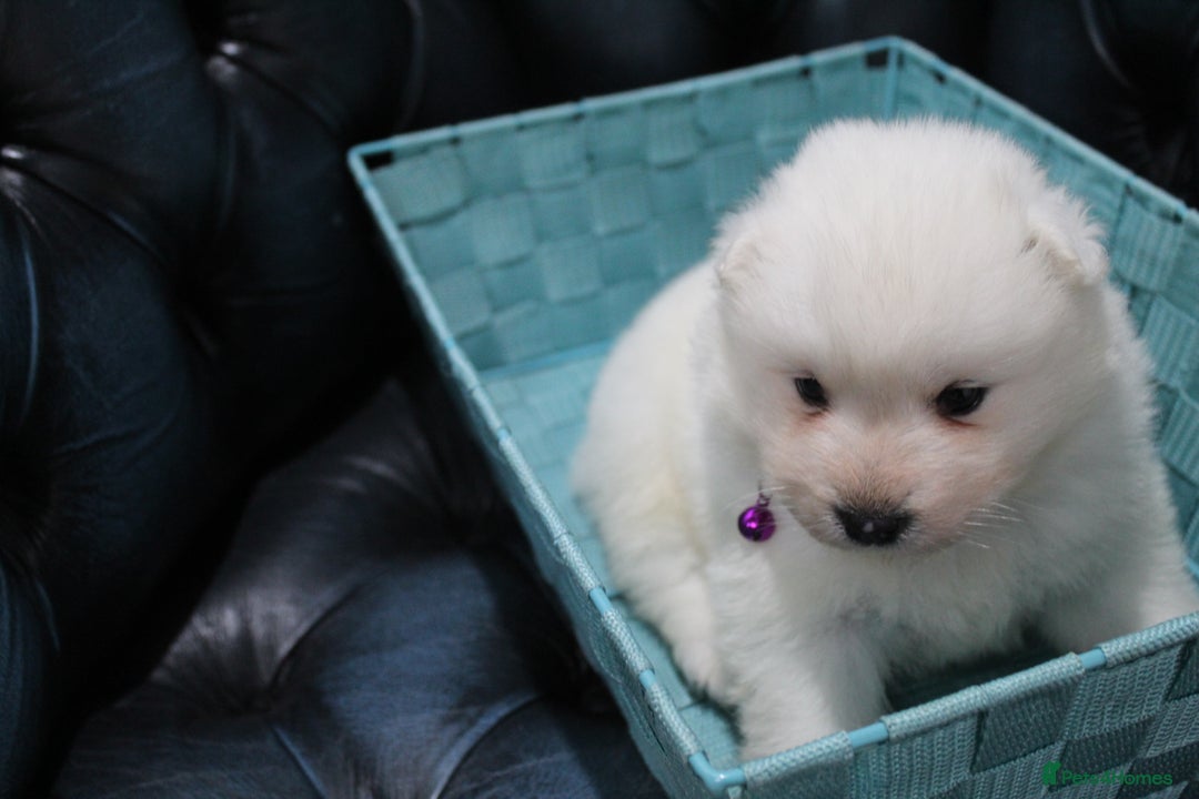 Samoyed dogs for sale: Bundle of joy and fluff - Image 6