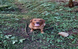 Labrador Retriever dogs for sale: Sam 2yrs 4mths Kc reg  - Image 2