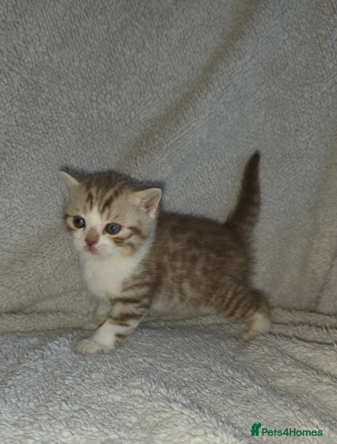 British Shorthair cats for sale: Beautiful unusual British shorthair kittens - Image 38