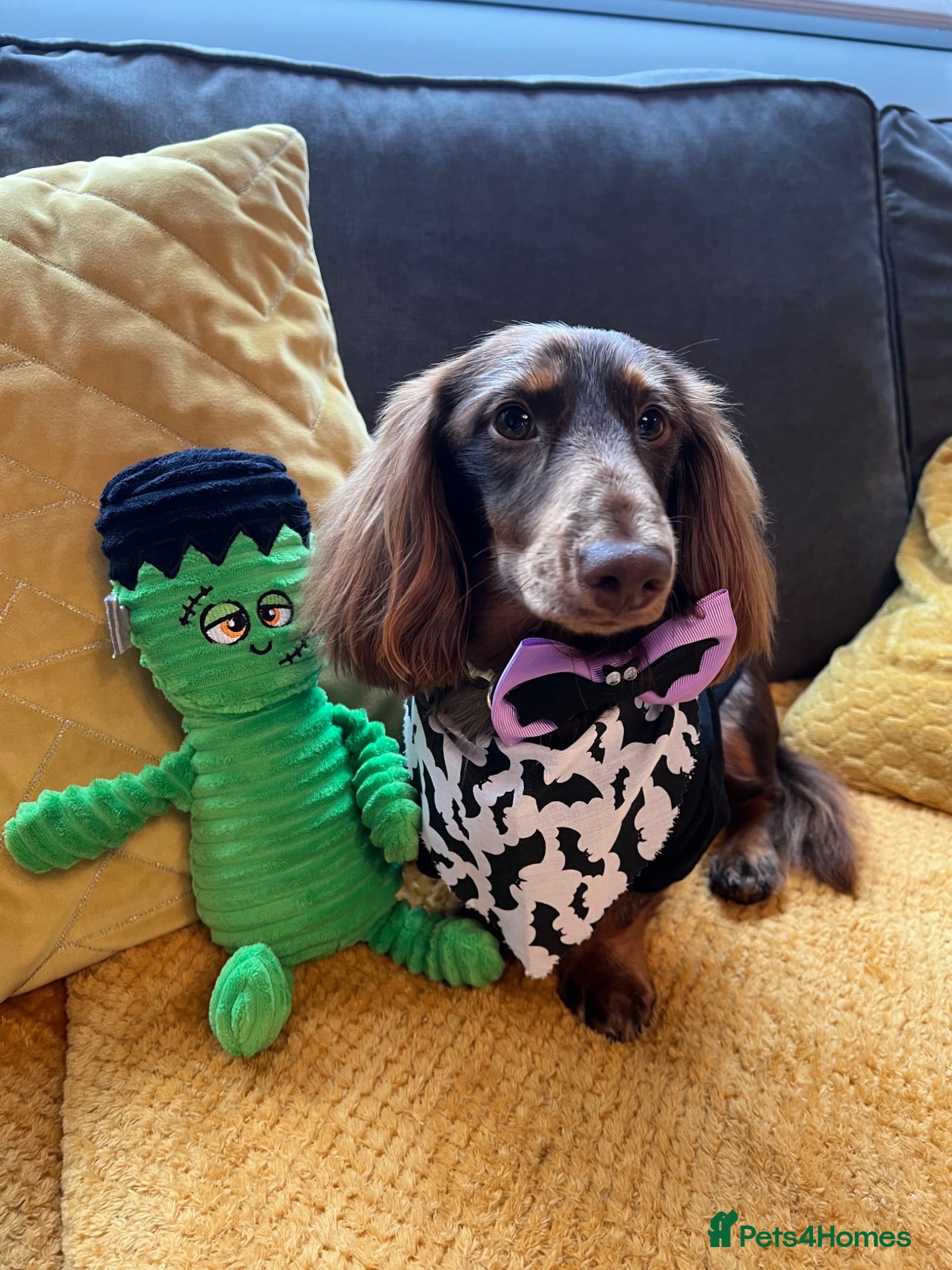 Dachshund dogs Long haired miniature dapple male dachshund  - Advert 5