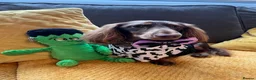 Dachshund dogs for stud: Long haired miniature dapple male dachshund  - Advert 1