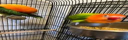 Lovebirds birds for sale: 2 lovebird pairs and cage for sale. in Brierley Hill - Advert 21