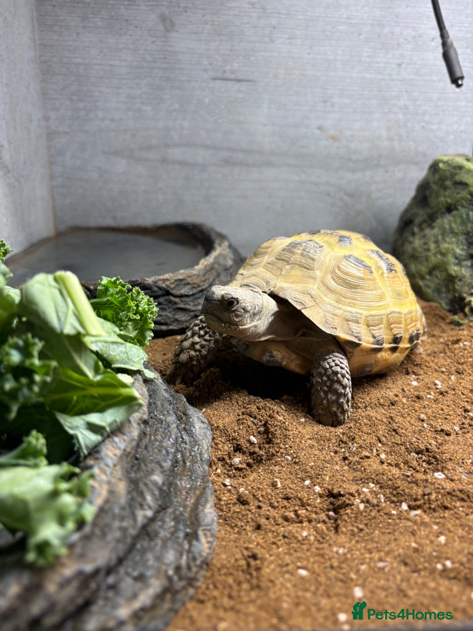 Tortoise reptiles for sale: Horse field tortoise  - Advert 3