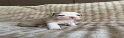 Olde English Bulldogge dogs for sale: Reduced!!✨Olde English Bulldogges ✨  - Advert 28
