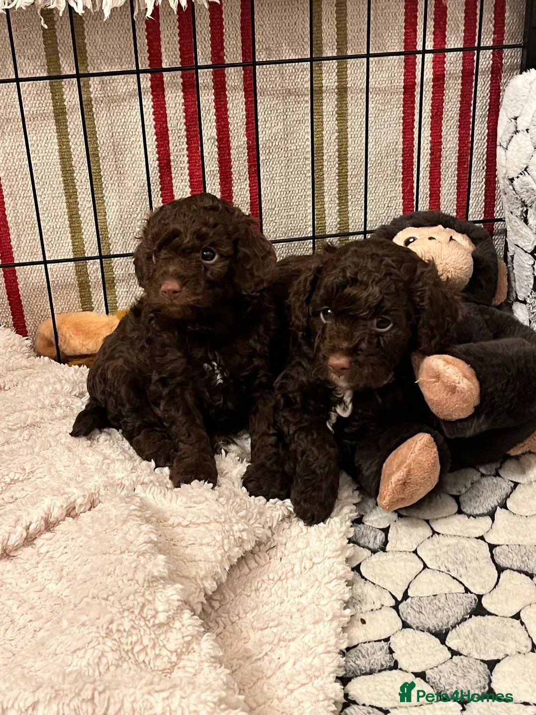 Cavapoo dogs for sale: Beautiful litter of 4 F1b toy cavapoo  in Cardiff - Advert 6
