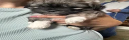 Mixed Breed dogs for sale: Four beautiful Maltipeke puppies  in Wirral - Advert 4
