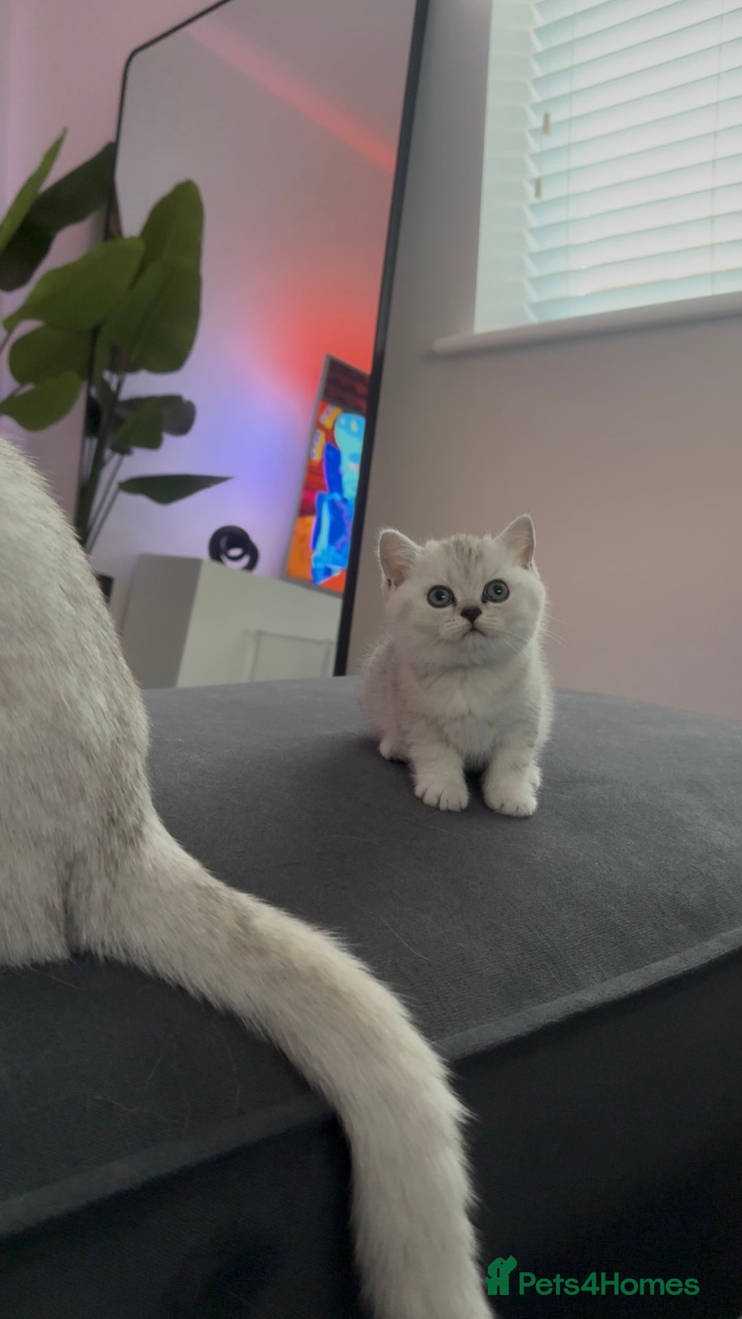 British Shorthair cats for sale: British Shorthair Kittens - Image 7