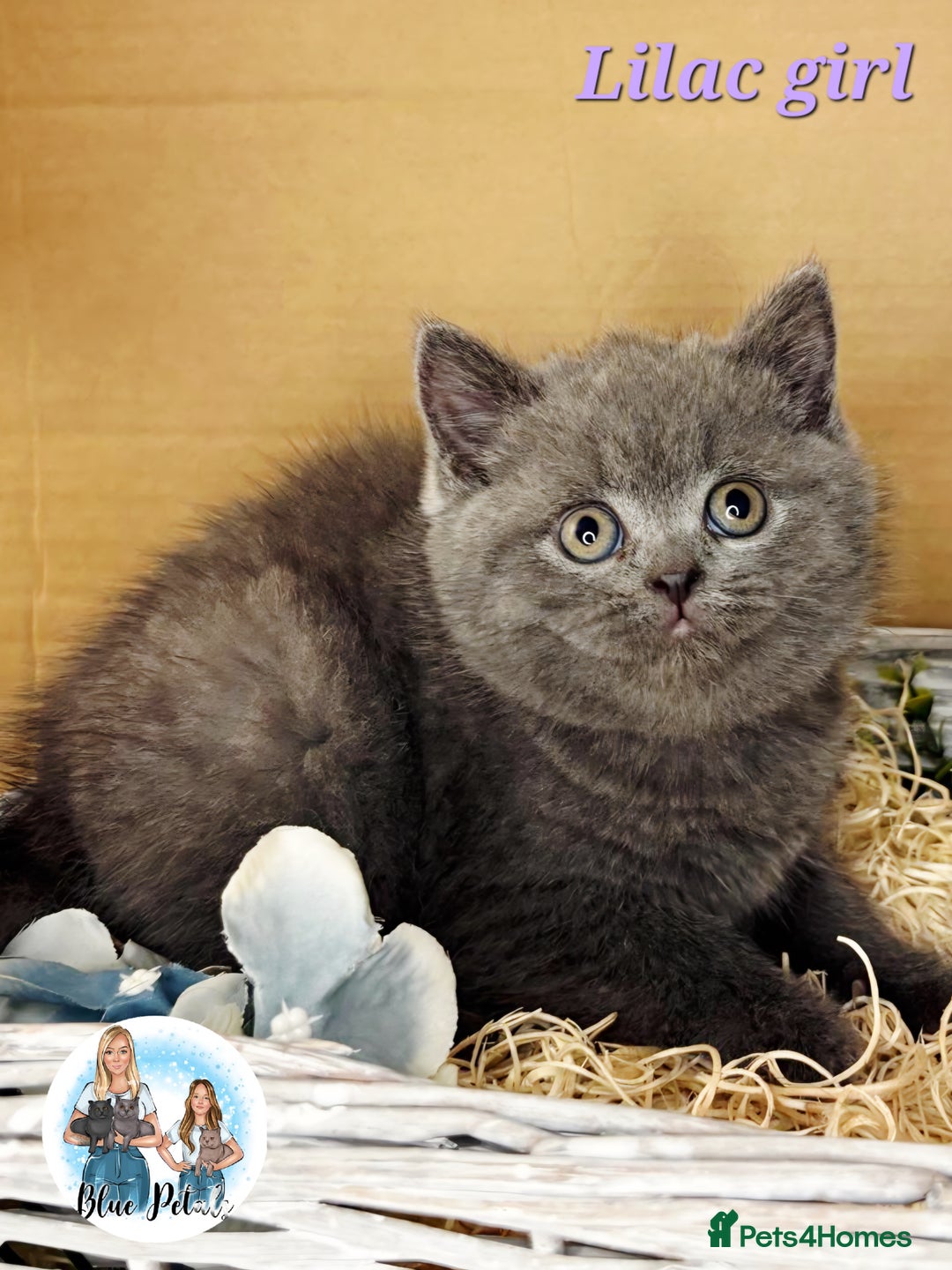 British Shorthair cats for sale: 4 beautiful British short hairs available  - Advert 24