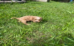 Cockapoo dogs for sale: Beautiful show cockapoo puppies - Image 10
