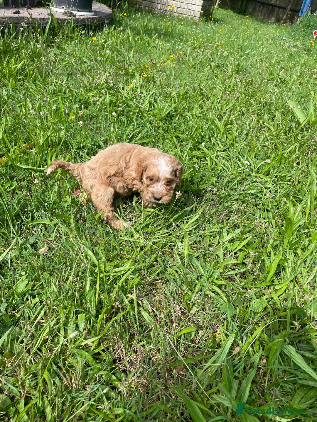 Cockapoo dogs for sale: Beautiful show cockapoo puppies - Image 10