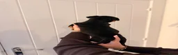 Olde English Bulldogge dogs for sale: 🚨🔥 ⚠️ FINAL 2 — HUGE PRICE REDUCTION —READY NOW! - Advert 10