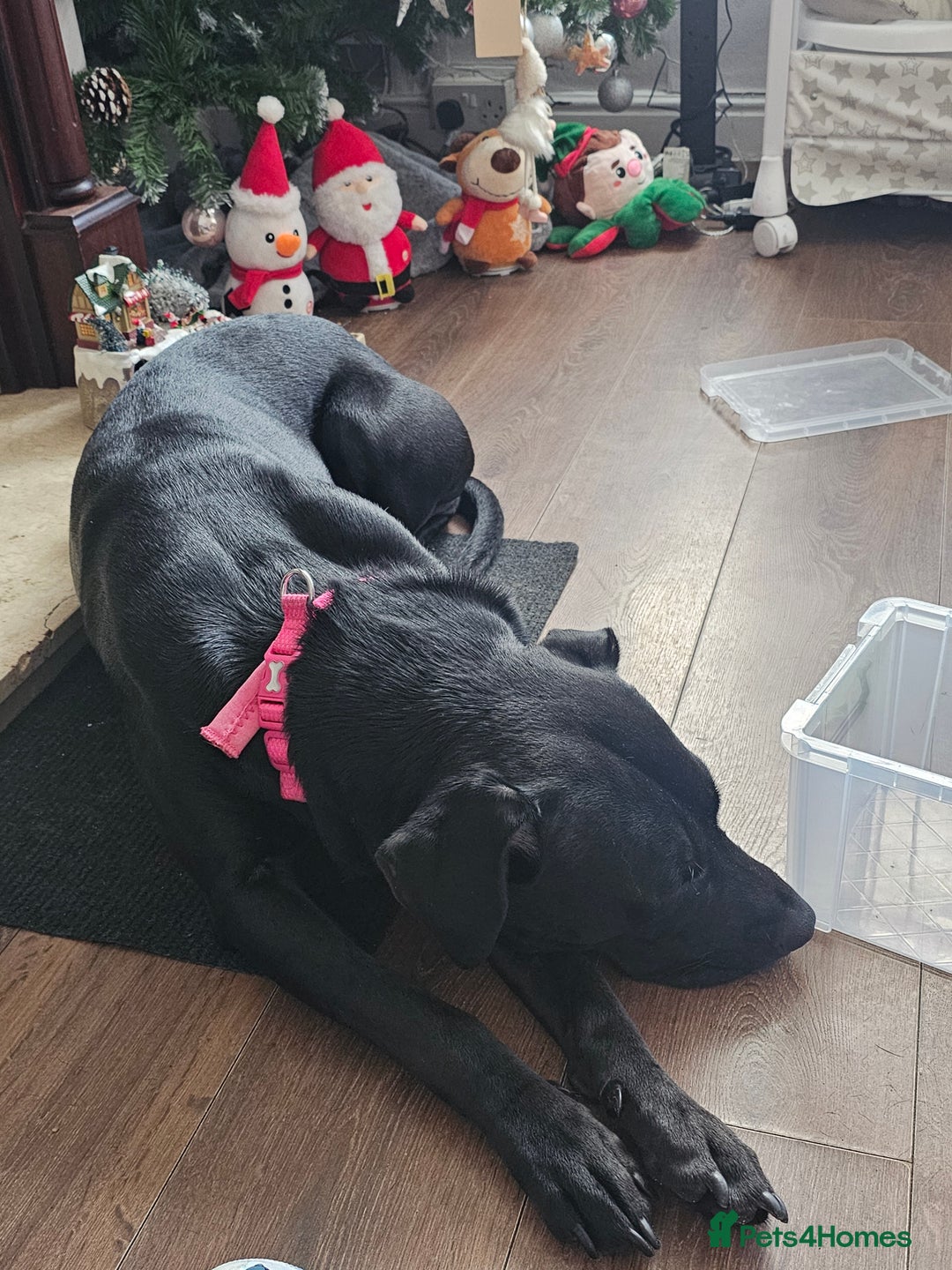 Mixed Breed dogs for sale: Lab cross presa canario  - Advert 1