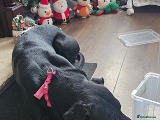 Mixed Breed dogs Lab cross presa canario - Advert 2