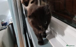 RagaMuffin cats for sale: Male kitten  - Image 2