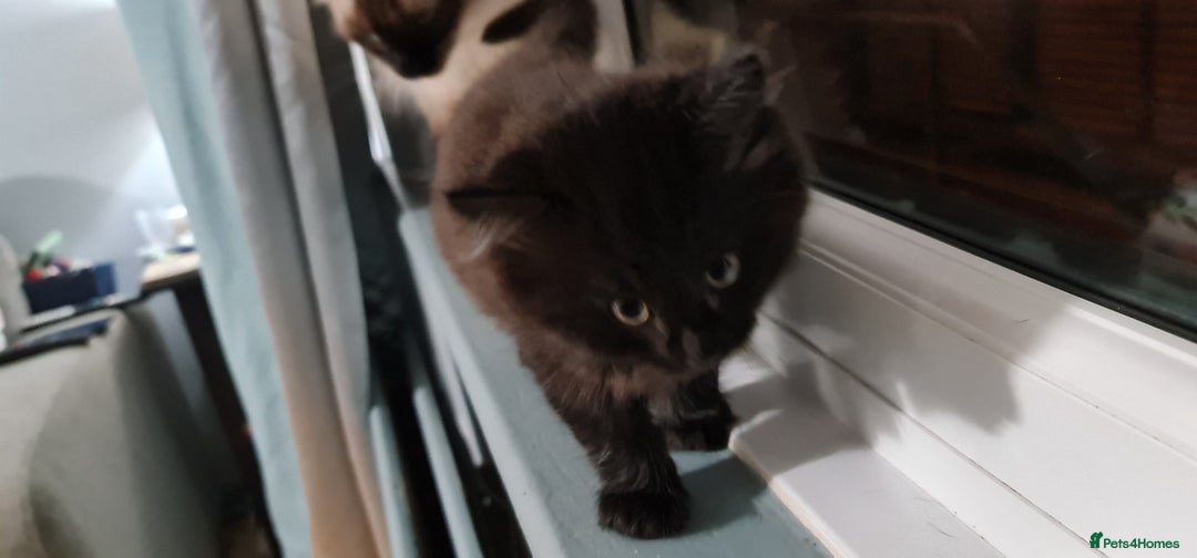 RagaMuffin cats for sale: Male kitten  - Image 2