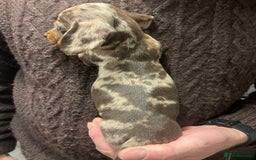 Dachshund dogs for sale: 4 gorgeous puppies for sale - Image 14