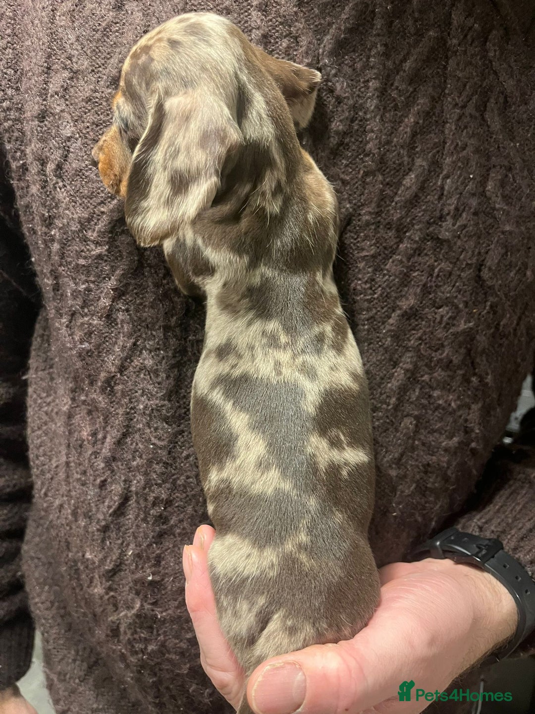 Dachshund dogs for sale: 4 gorgeous puppies for sale - Image 14