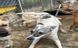 Mixed Breed dogs for adoption: Lotty (2) Norwich Norfolk  - Image 18