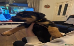 Rottweiler dogs for sale: Beautiful chunky Rottweiler puppies  - Image 11