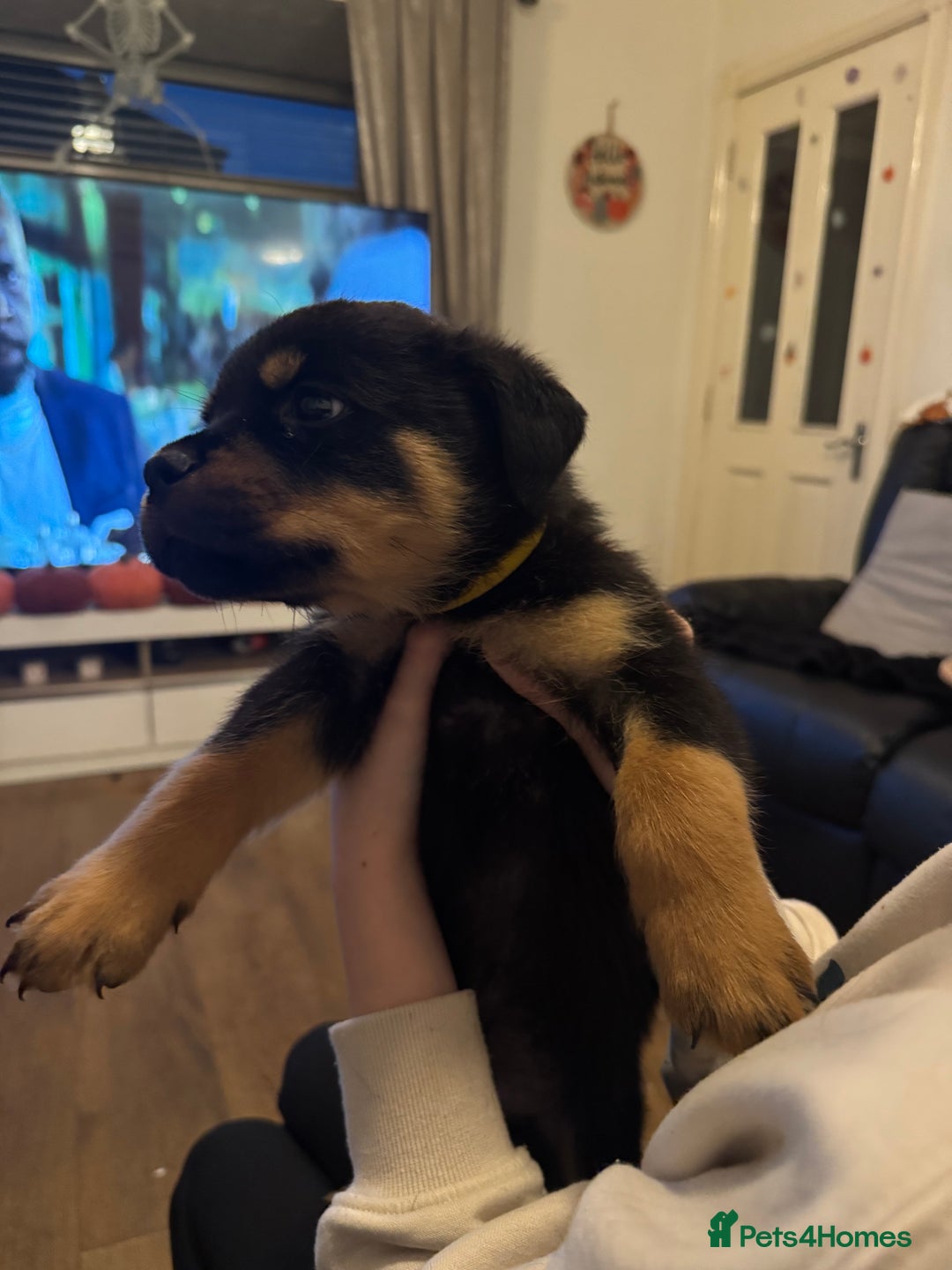 Rottweiler dogs for sale: Beautiful chunky Rottweiler puppies  - Image 11