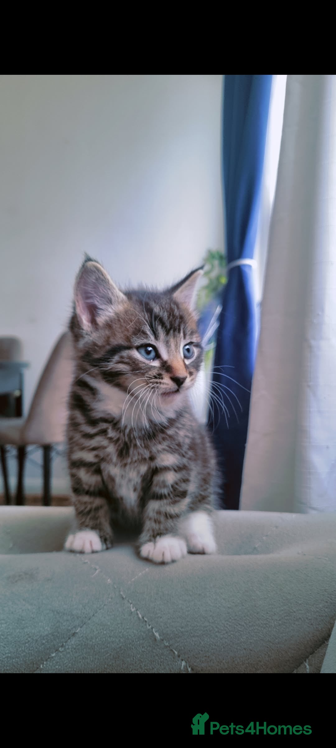 British Shorthair cats for sale:  Cat male kitten - Advert 8