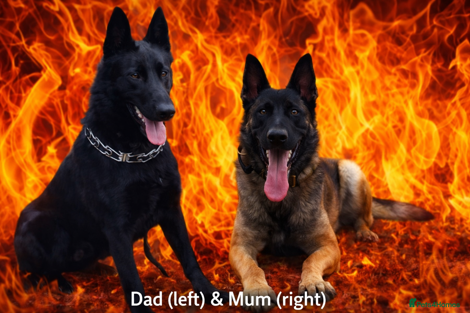 Belgian Shepherd Dog dogs 🔥 BELGIAN MALINIOS PUPPIES FOR SALE 🔥  - Advert 1