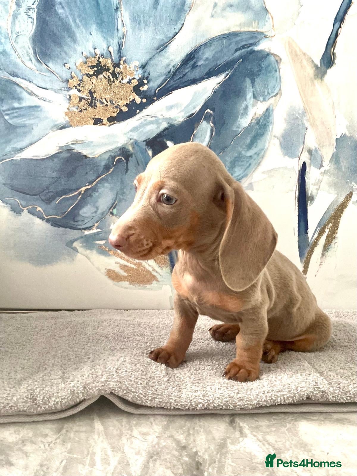 Dachshund dogs Isabella tan dachshunds  2 males left - Advert 8