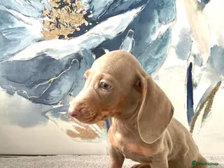 Dachshund dogs Isabella tan dachshunds 2 males left - Advert 8