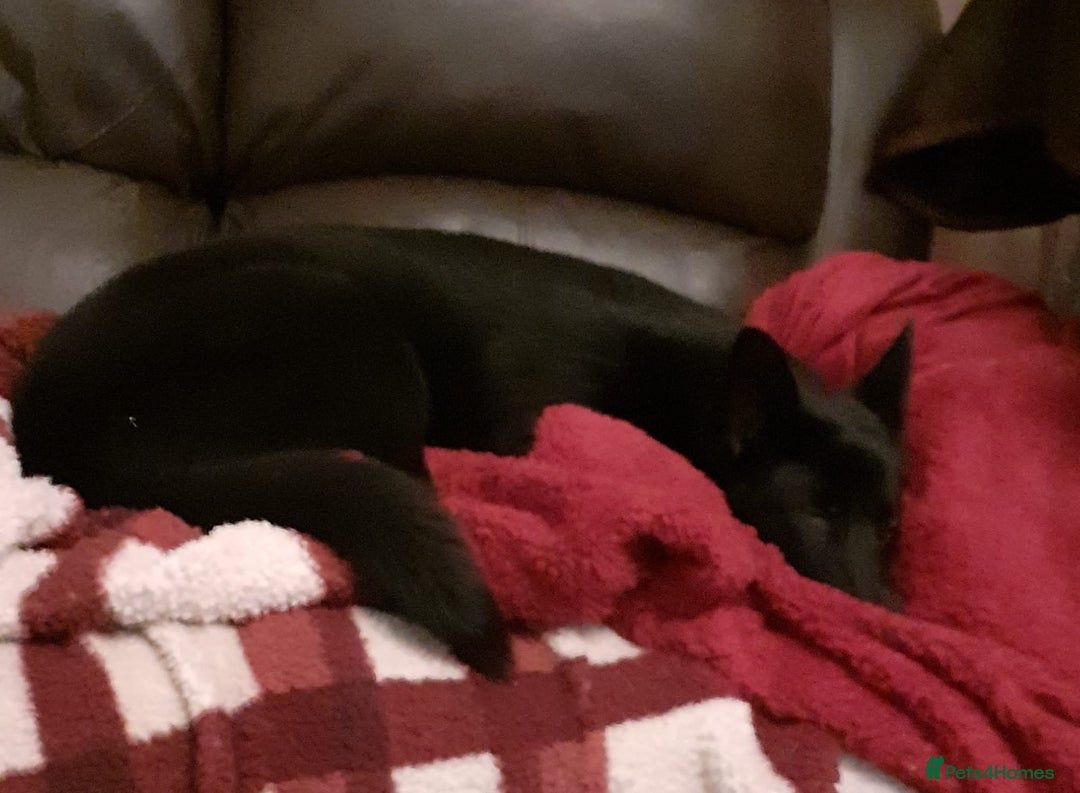 German Shepherd dogs for sale: Stormy - Advert 3