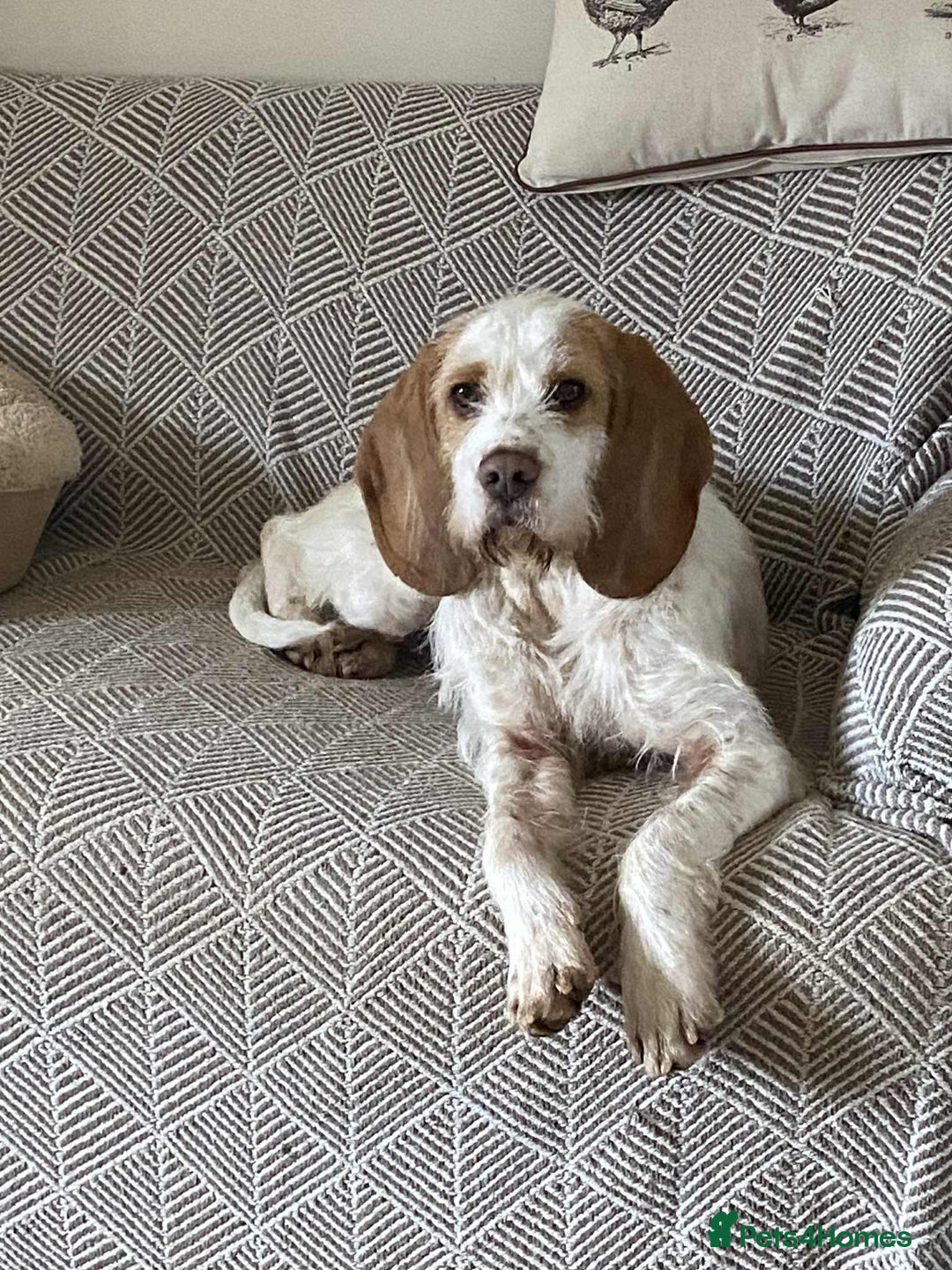 Mixed Breed dogs for adoption: Lovely Polly Griffon X looking for adoption - Advert 9