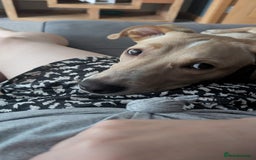 Mixed Breed dogs for sale: Louie - Image 3