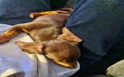Miniature Dachshund dogs for sale: Female miniature dachshund  - Image 4