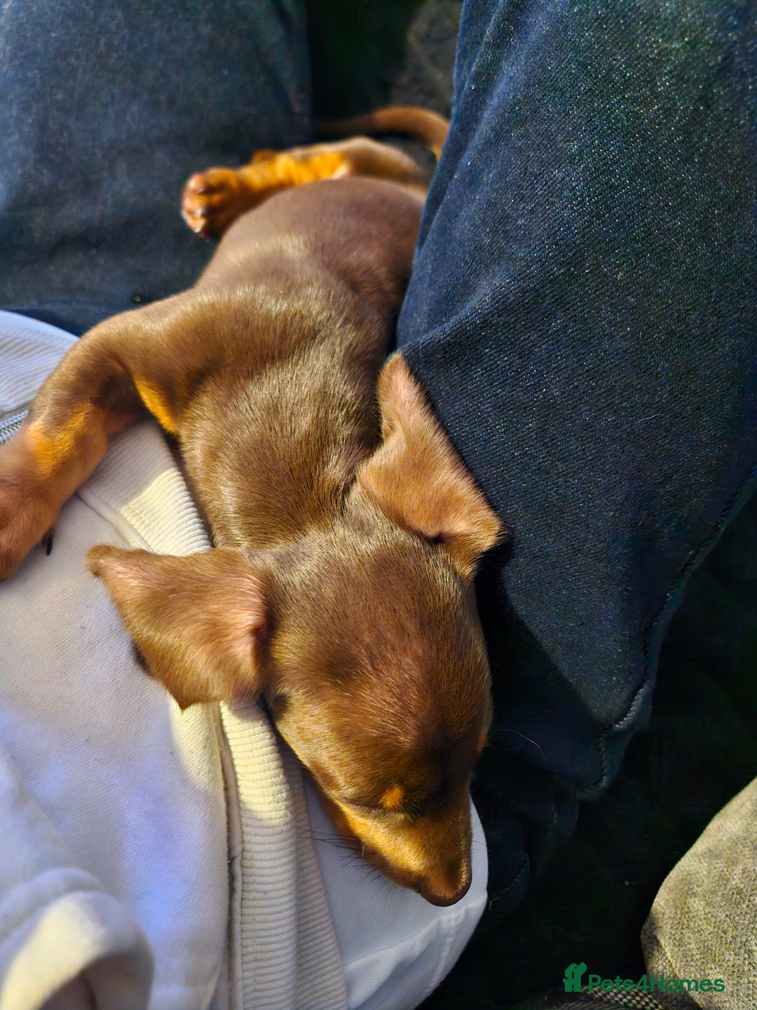 Miniature Dachshund dogs for sale: Female miniature dachshund  - Image 4