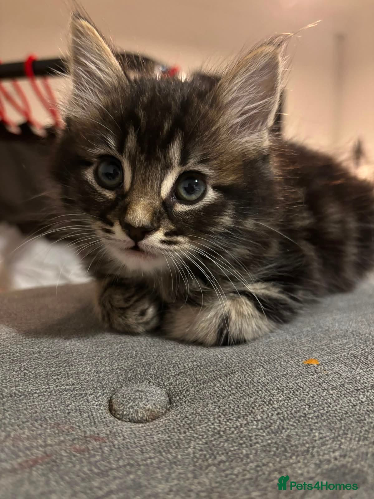 Mixed Breed cats 6 Gorgeous Kittens – Short & Fluffy –  - Advert 17