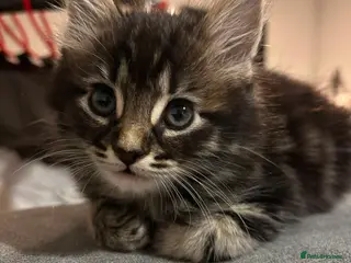 Mixed Breed cats 5 Gorgeous Kittens – Fluffy – - Advert 5
