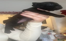 French Bulldog dogs for sale: Gorgeous French bull dog puppies for sale  - Image 8