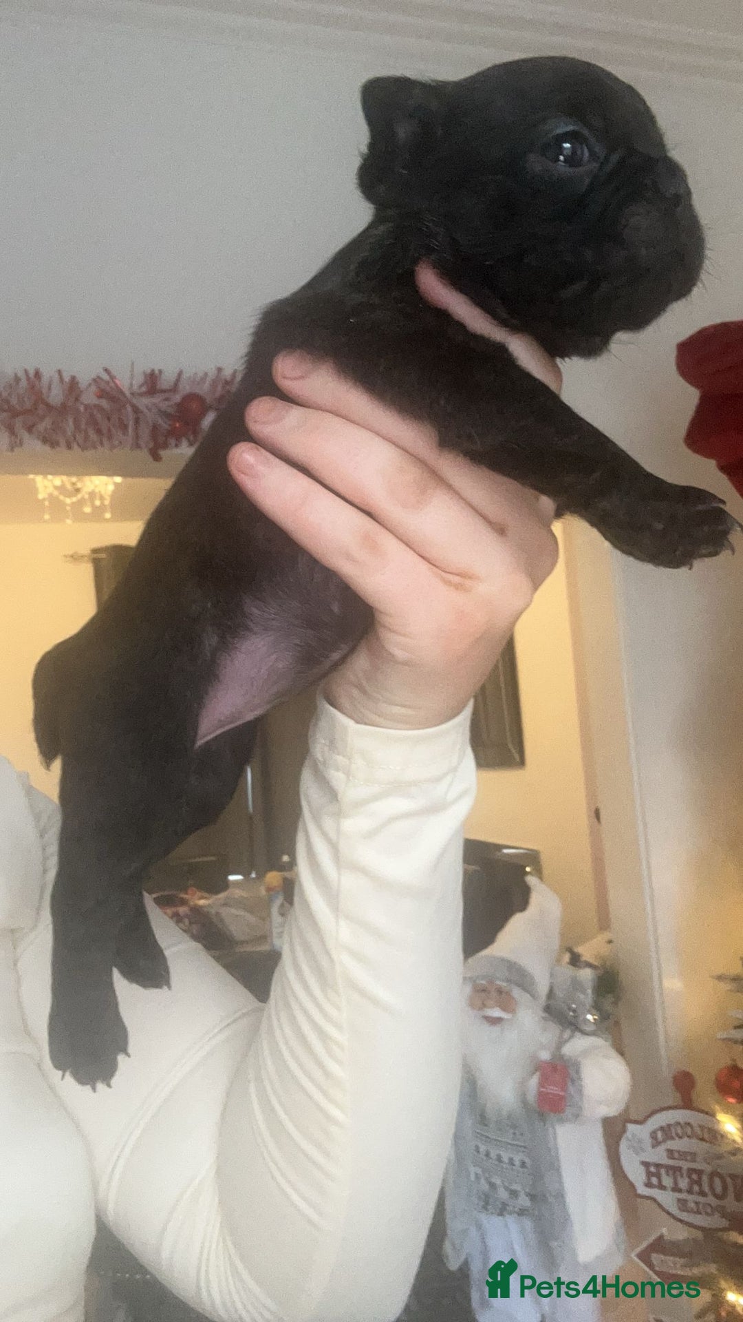 French Bulldog dogs for sale: Gorgeous French bull dog puppies for sale  - Image 8