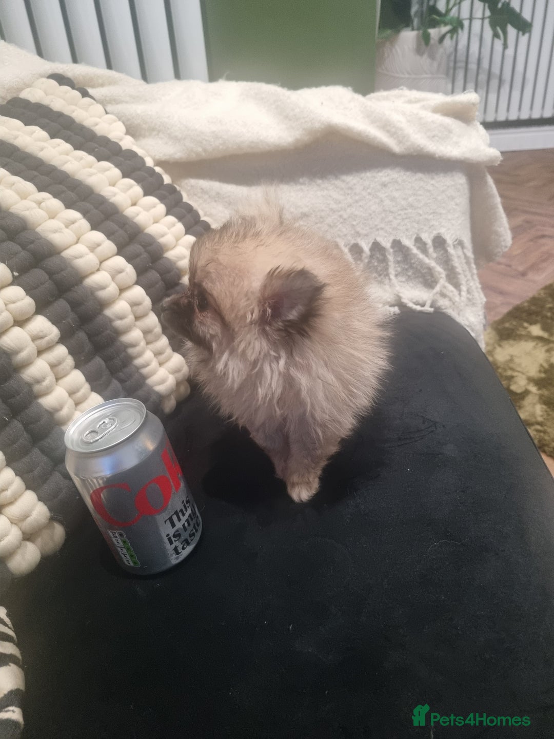 Pomeranian dogs for sale: Xxs Pomeraniums  - Image 11