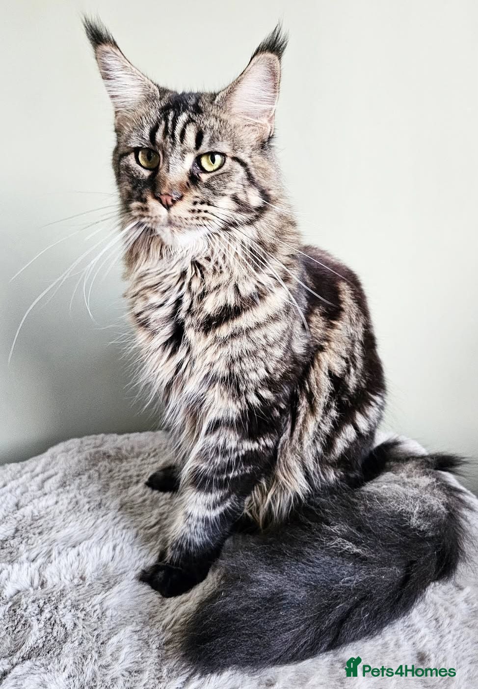 Maine Coon cats Gabby is looking for her perfect forever home 🏡🤍 - Advert 12