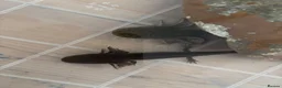 Axolotl reptiles for sale: Baby Axoltol looking for new homes ***3 LEFT*** - Advert 8