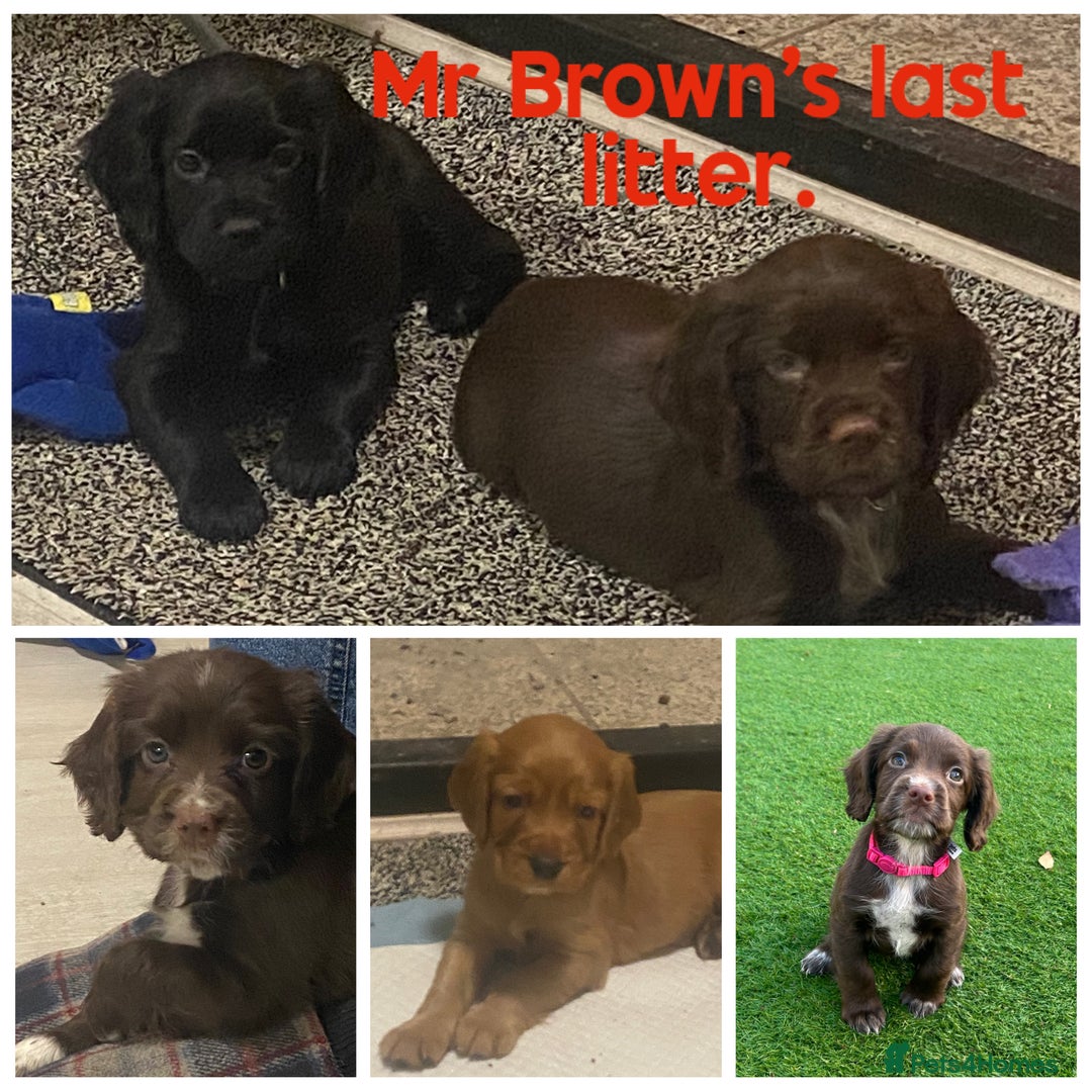 Cocker Spaniel dogs for stud: Cocker spaniel dog for stud  - Advert 2