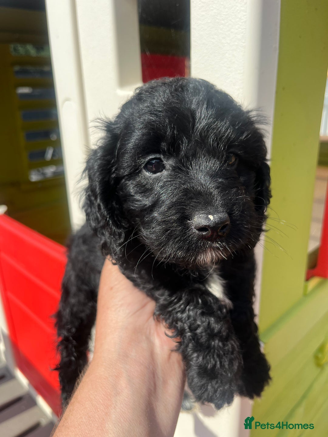 Cockapoo dogs for sale: F1 Cockapoo puppies  - Image 4
